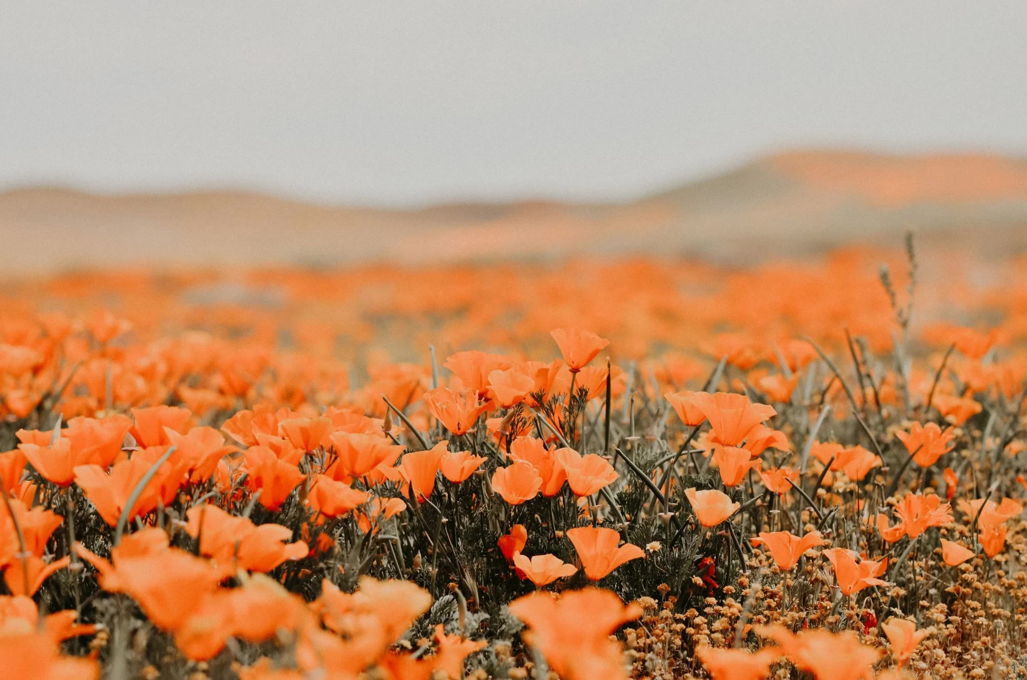 Field of California poppies