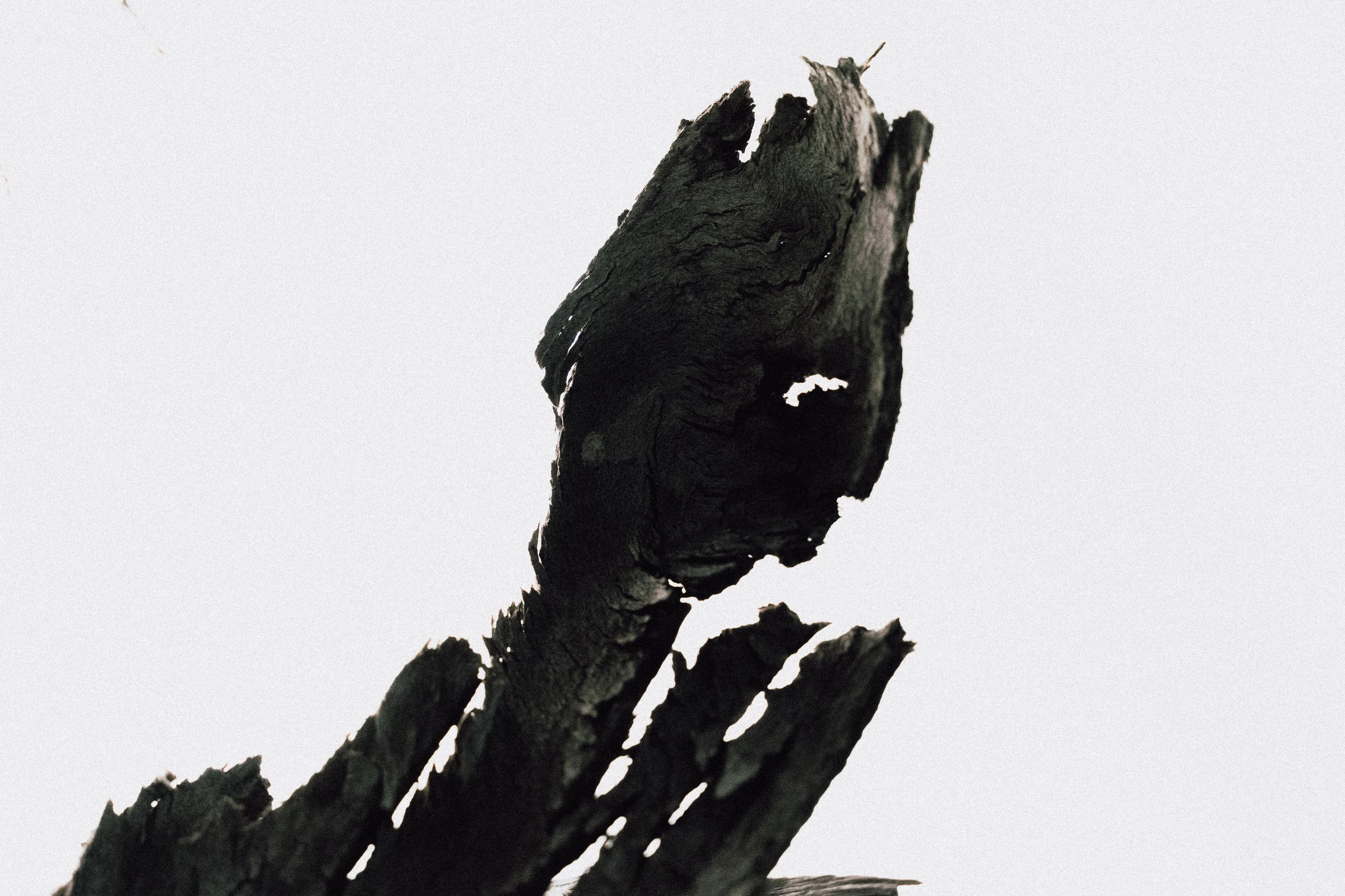 Charred wood sculptural form against a white field