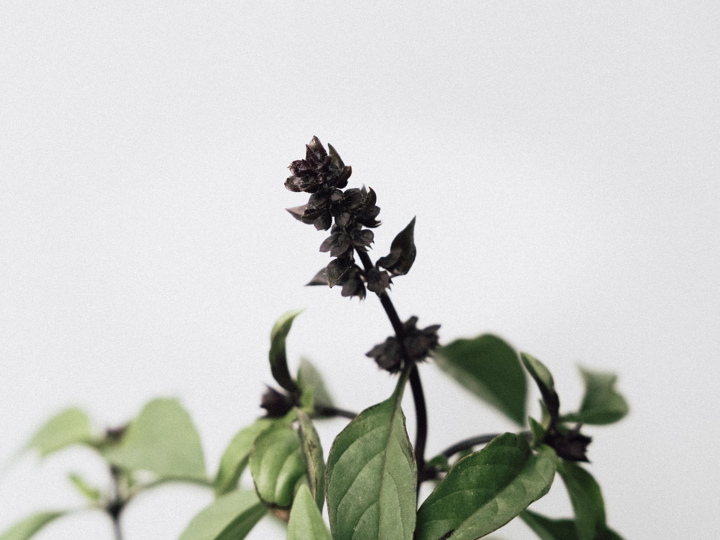 A dark basil flower spike among green leaves