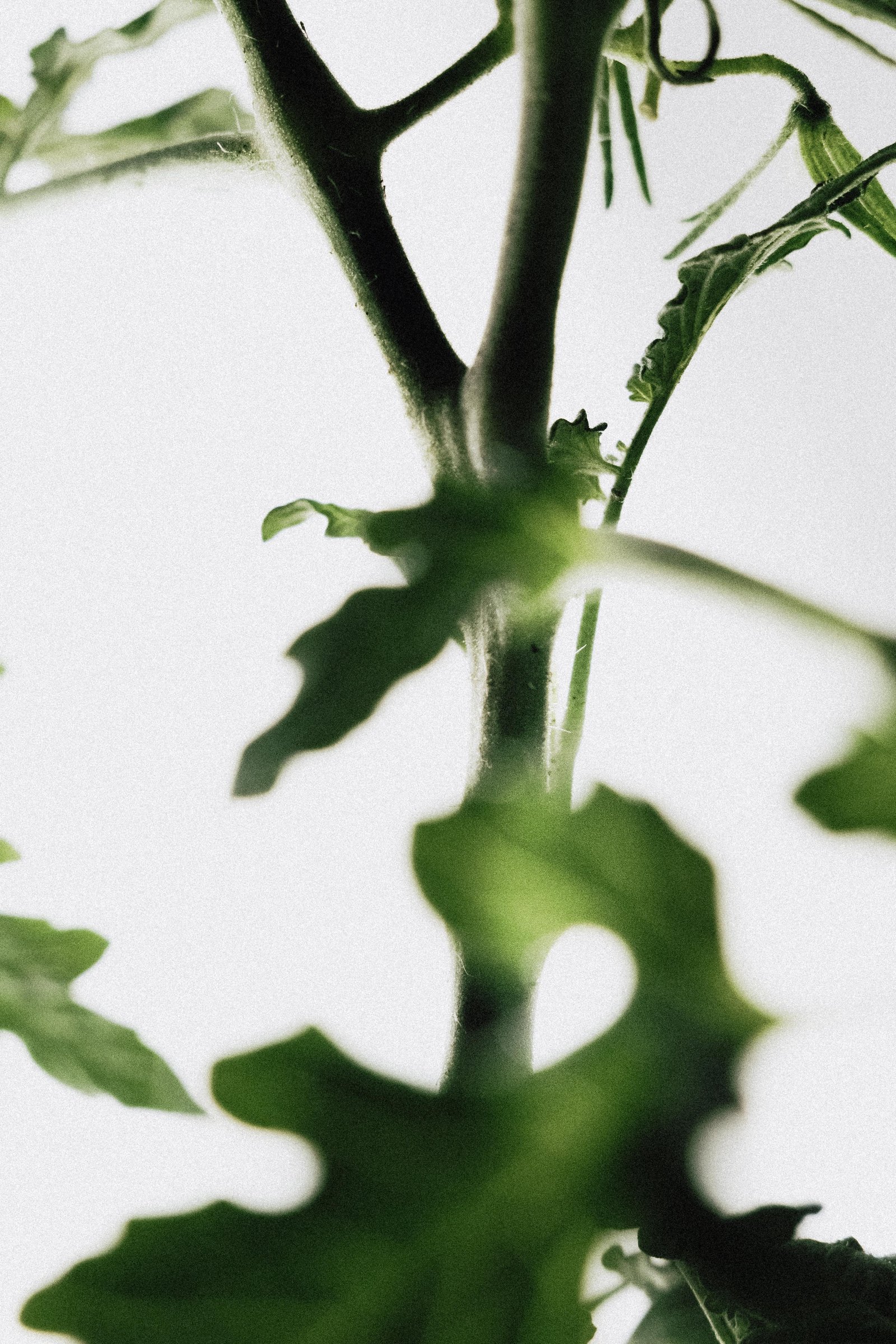 Macro detail of a tomato leaf vine