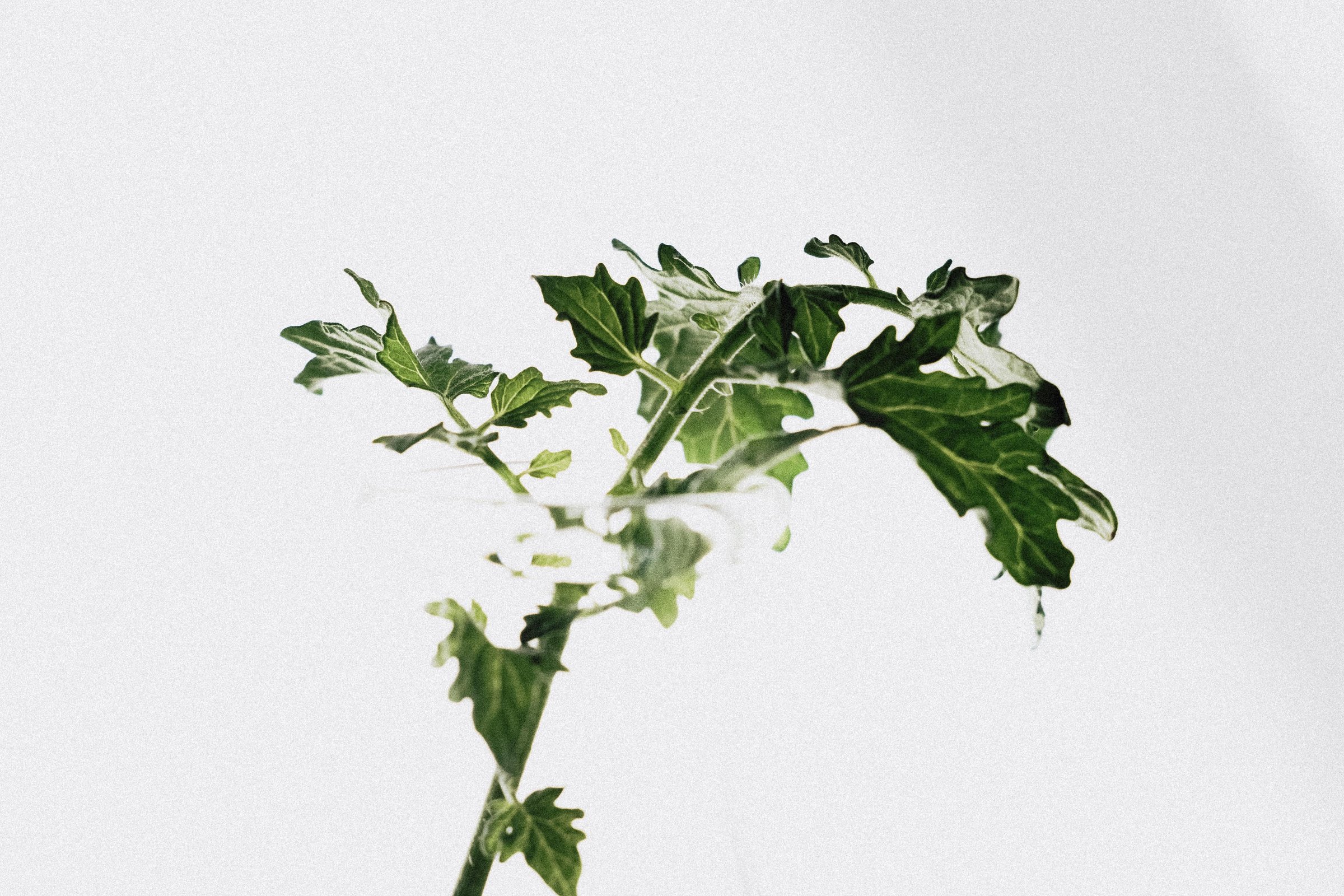 Leafy vine branch against a white field