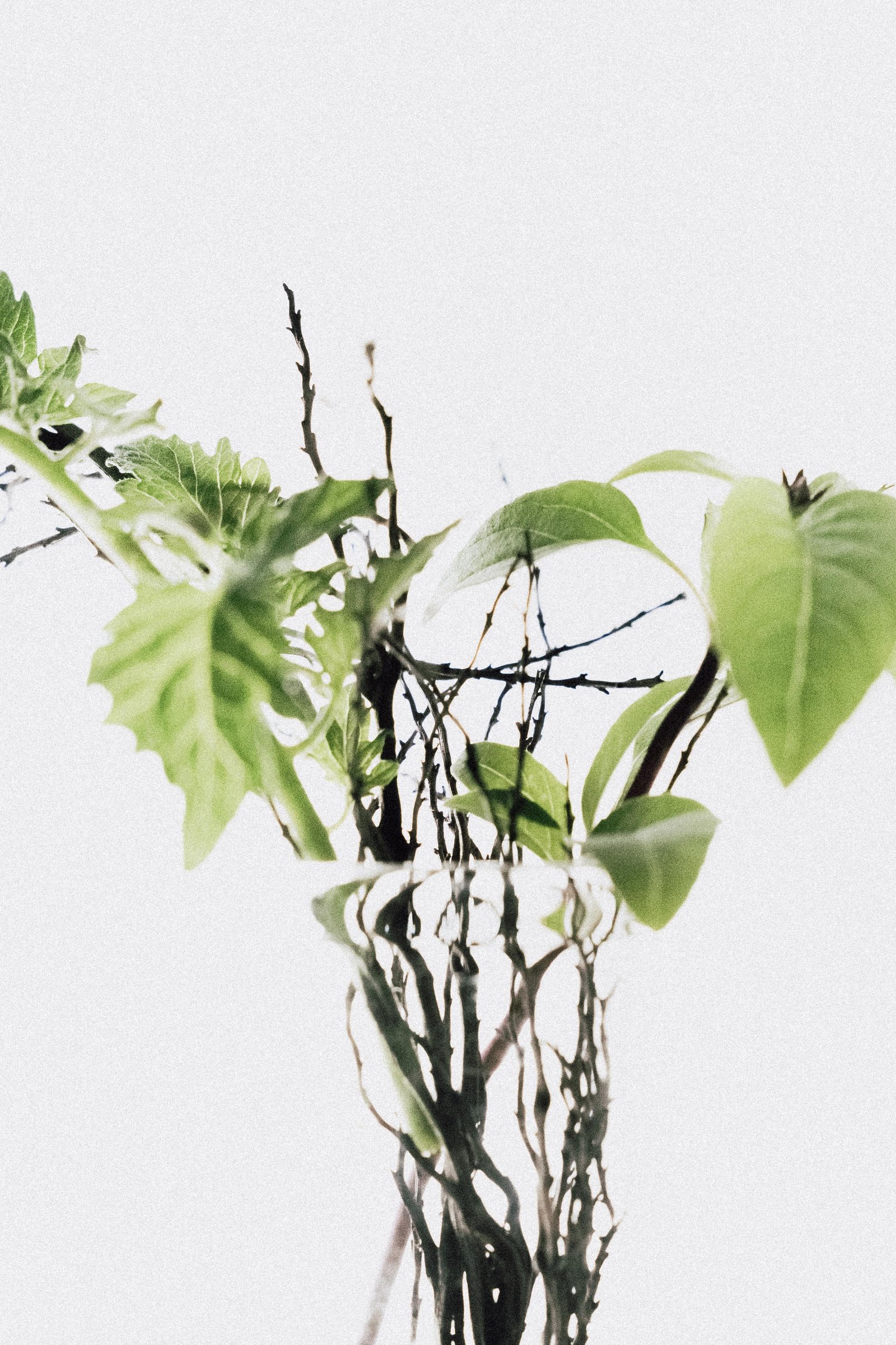 A thorny leafy branch arranged in a glass vessel