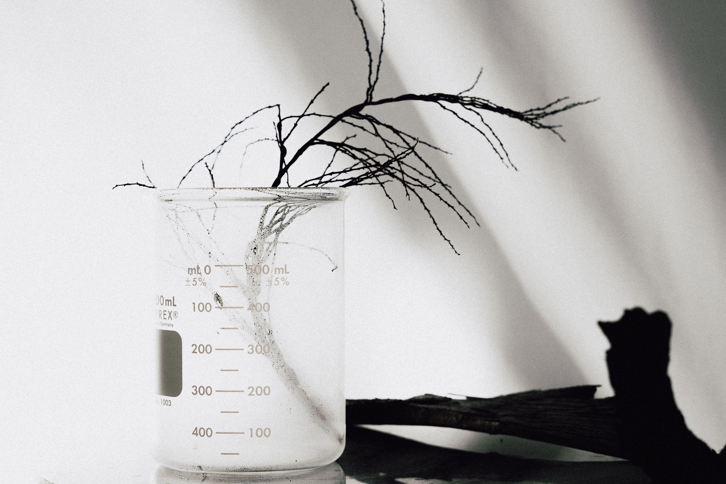 A glass beaker holding dark twig branches