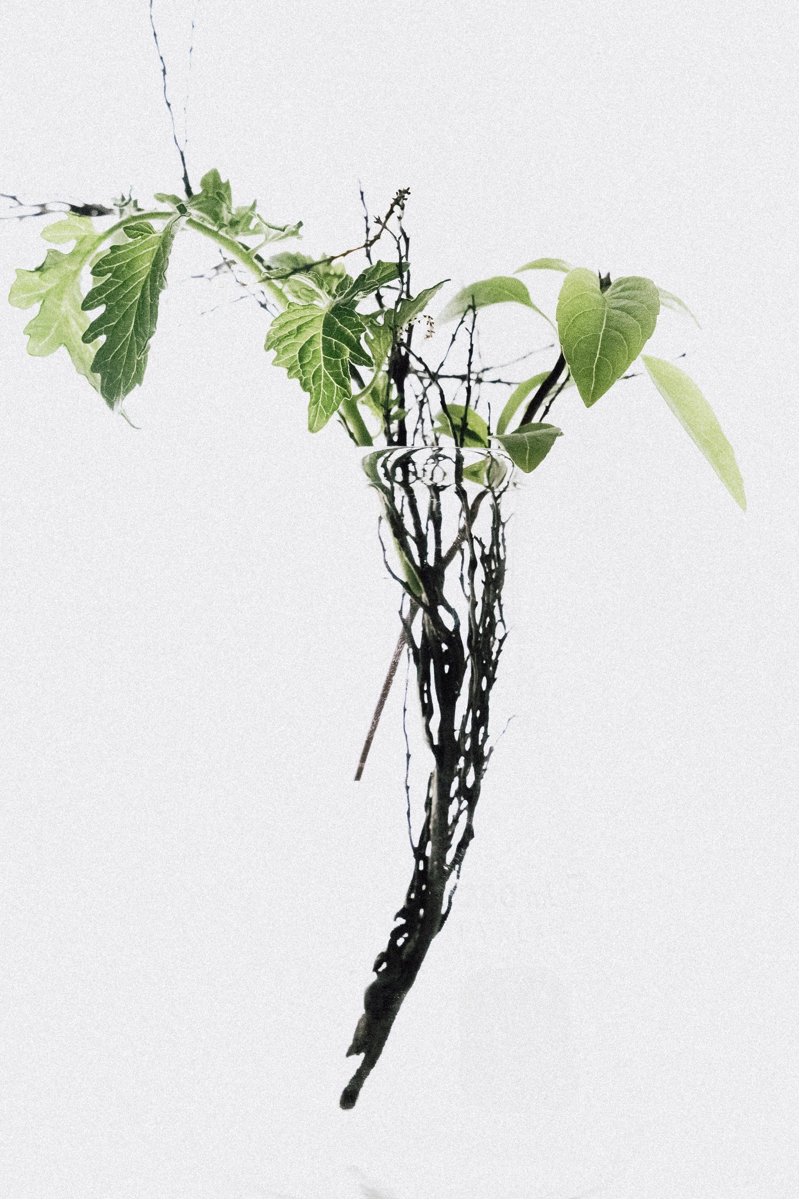 A leafy branch with dark, thorny stems