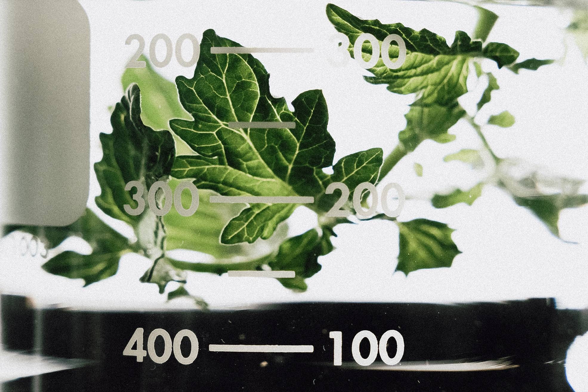 A glass beaker with measurement markings, leaves floating inside