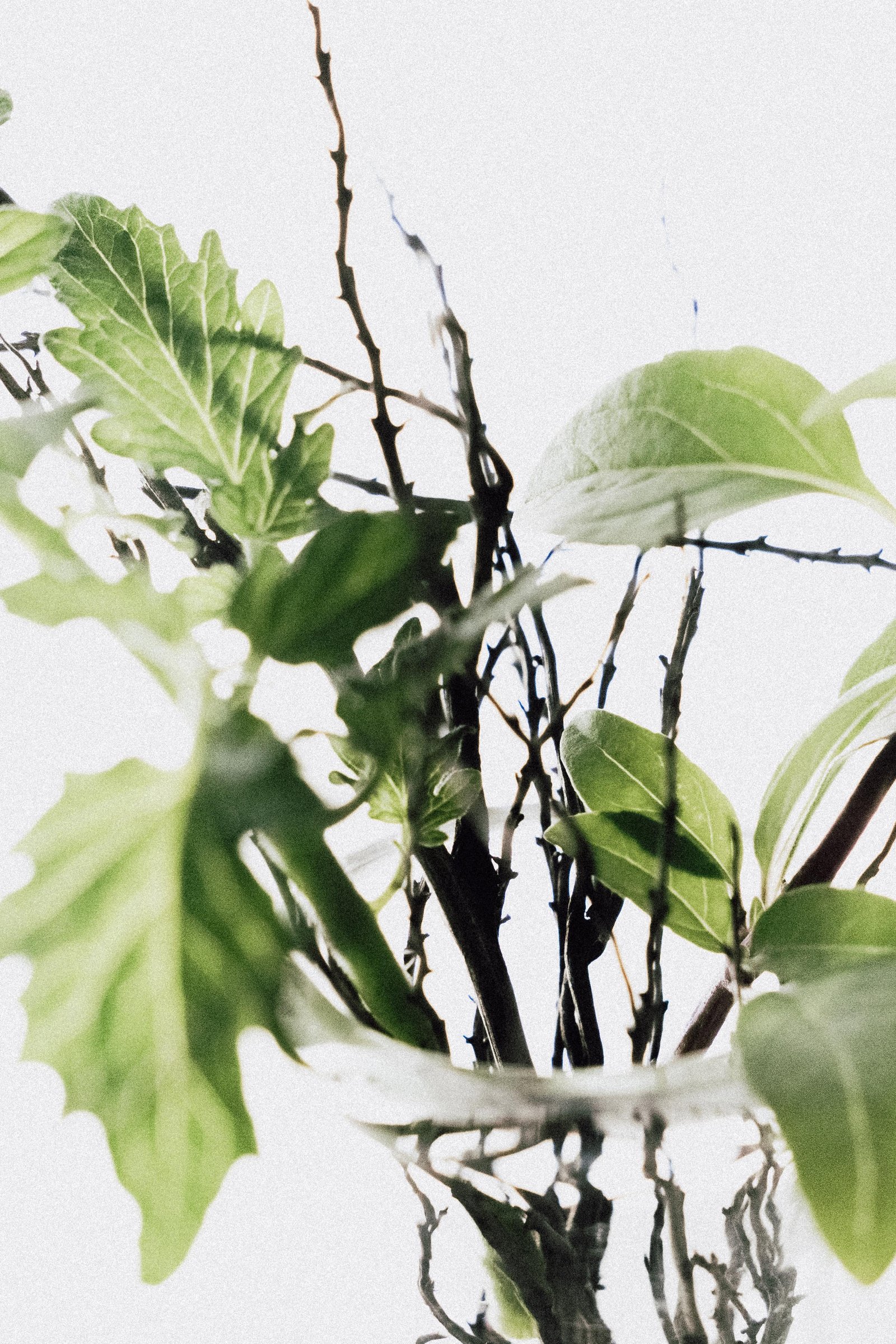 A leafy branch with dark twigs