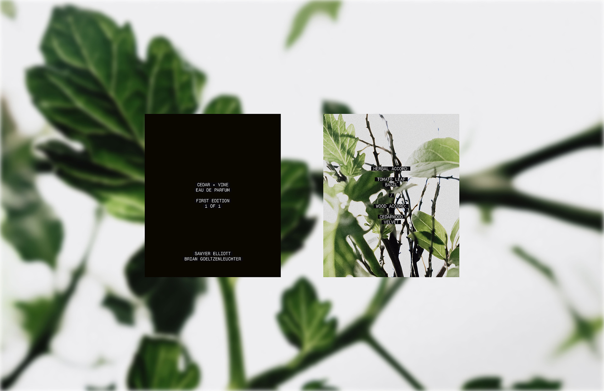 Cedar + Vine presentation board pairing the product label card with a plant detail photograph